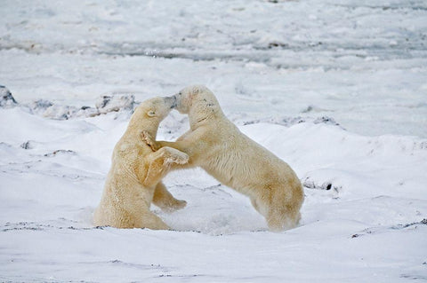 Canada-Manitoba-Churchill Young polar bears sparring White Modern Wood Framed Art Print with Double Matting by Jaynes Gallery