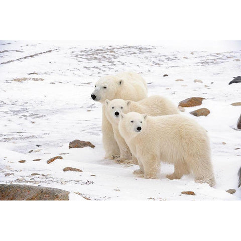 Canada-Manitoba-Churchill Mother polar bear and two cubs White Modern Wood Framed Art Print by Jaynes Gallery