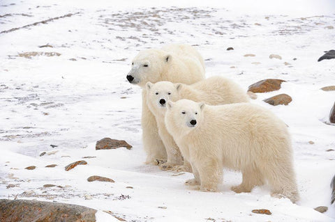 Canada-Manitoba-Churchill Mother polar bear and two cubs White Modern Wood Framed Art Print with Double Matting by Jaynes Gallery