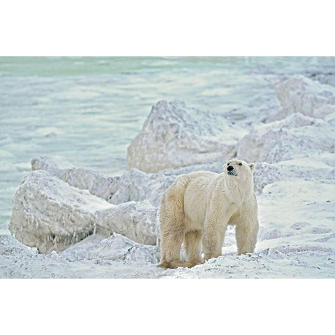Canada-Manitoba-Churchill Polar bear on rocky frozen tundra Black Modern Wood Framed Art Print with Double Matting by Jaynes Gallery