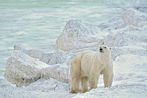 Canada-Manitoba-Churchill Polar bear on rocky frozen tundra White Modern Wood Framed Art Print with Double Matting by Jaynes Gallery