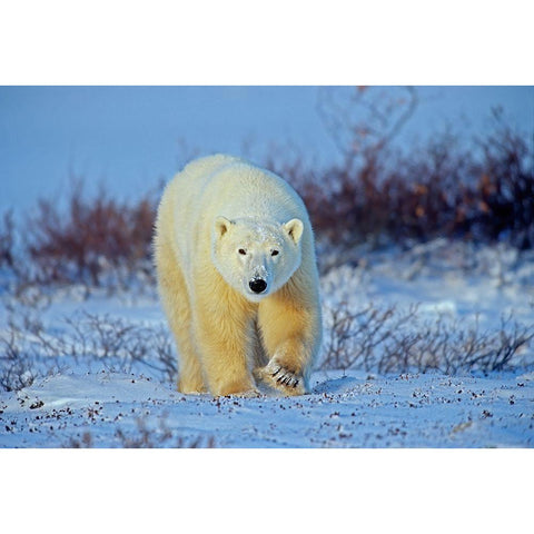 Canada-Manitoba-Churchill Polar bear walking on frozen tundra Black Modern Wood Framed Art Print with Double Matting by Jaynes Gallery