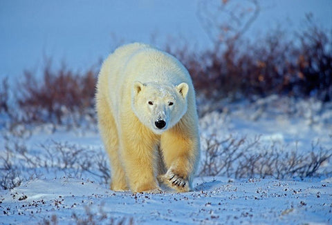 Canada-Manitoba-Churchill Polar bear walking on frozen tundra White Modern Wood Framed Art Print with Double Matting by Jaynes Gallery