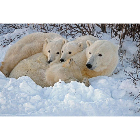 Canada-Manitoba-Churchill Mother polar bear with two cubs resting in snowbank at sunset Gold Ornate Wood Framed Art Print with Double Matting by Jaynes Gallery
