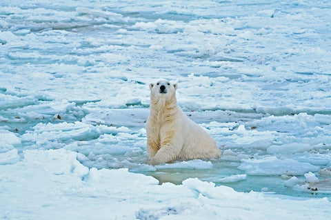 Canada-Manitoba-Churchill Polar bear in icy water White Modern Wood Framed Art Print with Double Matting by Jaynes Gallery