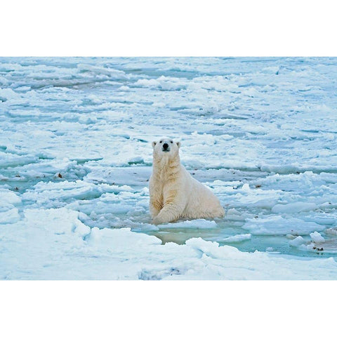 Canada-Manitoba-Churchill Polar bear in icy water Gold Ornate Wood Framed Art Print with Double Matting by Jaynes Gallery