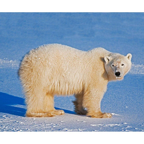 Canada-Manitoba-Churchill Polar bear standing on frozen tundra White Modern Wood Framed Art Print by Jaynes Gallery