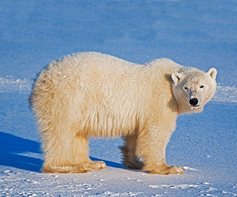 Canada-Manitoba-Churchill Polar bear standing on frozen tundra White Modern Wood Framed Art Print with Double Matting by Jaynes Gallery