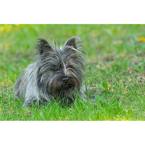 Canada-Manitoba-Winnipeg Pedigree Cairn terrier female close-up Black Modern Wood Framed Art Print by Jaynes Gallery