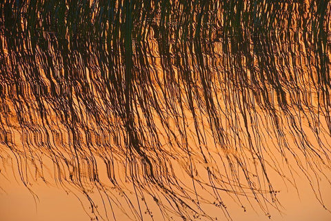 Canada-Manitoba-Riding Mountain National Park Close-up of reeds reflecting in Lake Audy at sunset White Modern Wood Framed Art Print with Double Matting by Jaynes Gallery