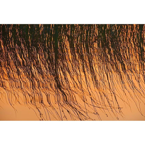 Canada-Manitoba-Riding Mountain National Park Close-up of reeds reflecting in Lake Audy at sunset Black Modern Wood Framed Art Print by Jaynes Gallery