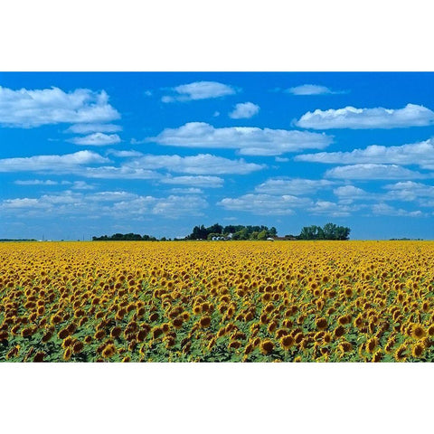 Canada-Manitoba-Altona Farm field with crop of sunflowers White Modern Wood Framed Art Print by Jaynes Gallery