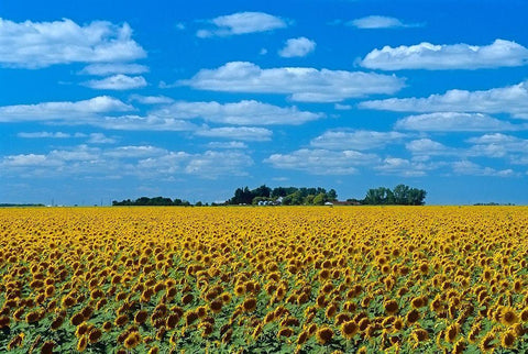 Canada-Manitoba-Altona Farm field with crop of sunflowers White Modern Wood Framed Art Print with Double Matting by Jaynes Gallery