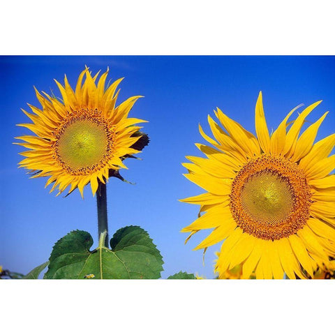 Canada-Manitoba-Altona Close-up of sunflowers Black Modern Wood Framed Art Print by Jaynes Gallery