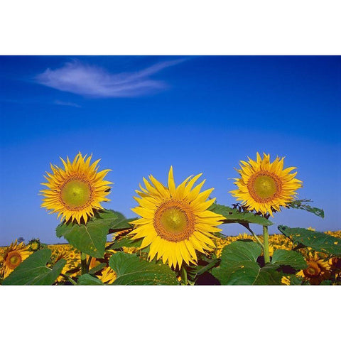 Canada-Manitoba-Altona Close-up of sunflowers Black Modern Wood Framed Art Print with Double Matting by Jaynes Gallery