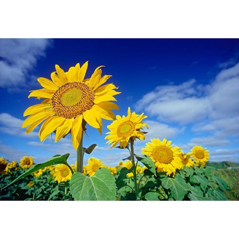 Canada-Manitoba-Altona Close-up of sunflowers White Modern Wood Framed Art Print by Jaynes Gallery