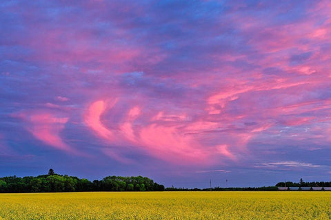 Canada-Manitoba-Dugald Clouds at sunset on prairie Black Ornate Wood Framed Art Print with Double Matting by Jaynes Gallery