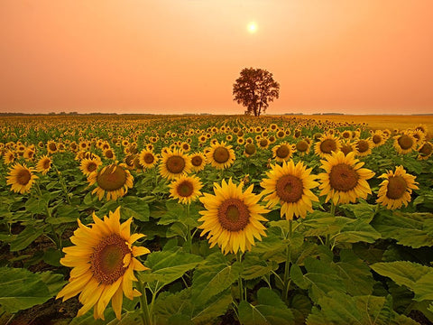 Canada- Manitoba- Dugald. Field of sunflowers and cottonwood tree at sunset. Black Ornate Wood Framed Art Print with Double Matting by Jaynes Gallery