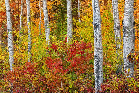 Canada- Manitoba. Autumn colors Hecla-Grindstone Provincial Park. Black Modern Wood Framed Art Print by Jaynes Gallery
