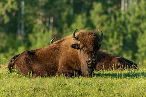 Canada- Manitoba- Riding Mountain National Park. Plains bison adults resting in grass. Black Ornate Wood Framed Art Print with Double Matting by Jaynes Gallery
