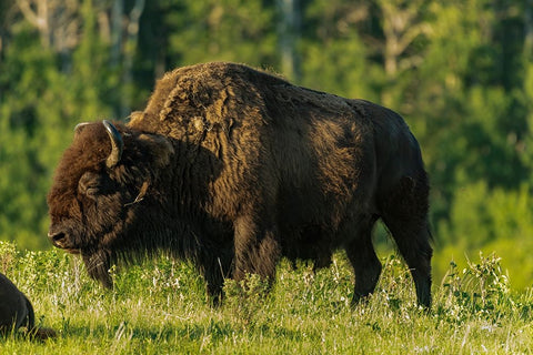 Canada- Manitoba- Riding Mountain National Park. Plains bison adult standing in grass. White Modern Wood Framed Art Print with Double Matting by Jaynes Gallery