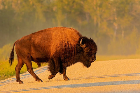 Canada- Manitoba- Riding Mountain National Park. Plains bison adult crossing road. Black Modern Wood Framed Art Print by Jaynes Gallery