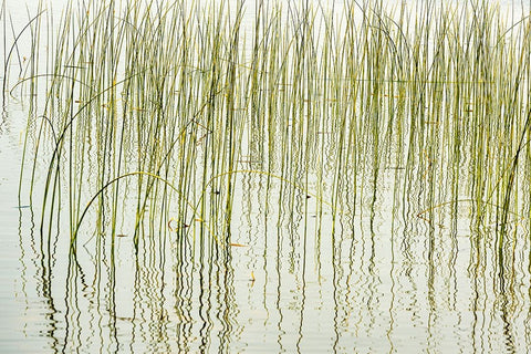 Canada- Manitoba- Wekusko Falls Provincial Park. Reeds reflect patterns in Wekusko Lake. Black Ornate Wood Framed Art Print with Double Matting by Jaynes Gallery