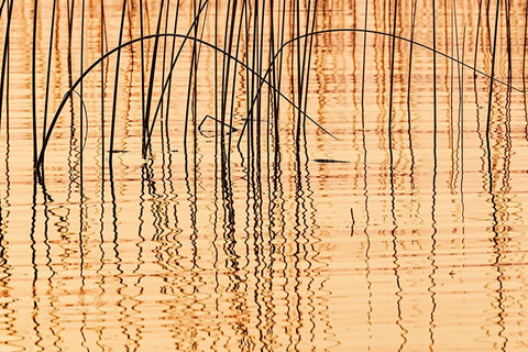 Canada- Manitoba- Wekusko Falls Provincial Park. Reeds reflect patterns in Wekusko Lake. Black Modern Wood Framed Art Print by Jaynes Gallery