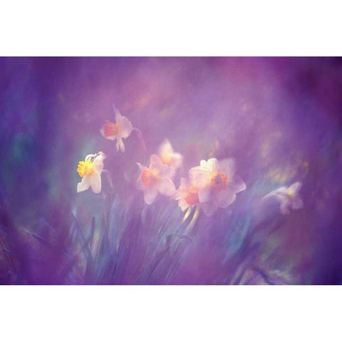 Canada, New Brunswick Abstract of daffodils Black Modern Wood Framed Art Print with Double Matting by Needle, Charles