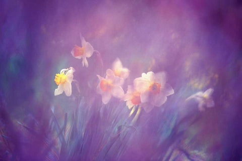 Canada, New Brunswick Abstract of daffodils White Modern Wood Framed Art Print with Double Matting by Needle, Charles