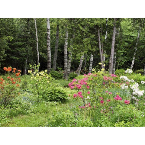 Canada, New Brunswick, garden and forest Gold Ornate Wood Framed Art Print with Double Matting by Anon, Ellen