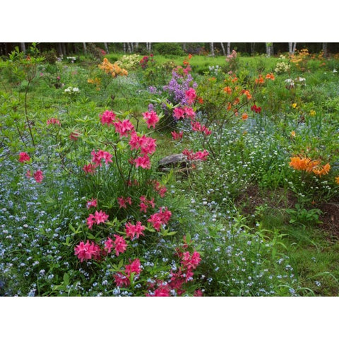 Canada, New Brunswick, Beautiful garden flowers Black Modern Wood Framed Art Print by Anon, Ellen