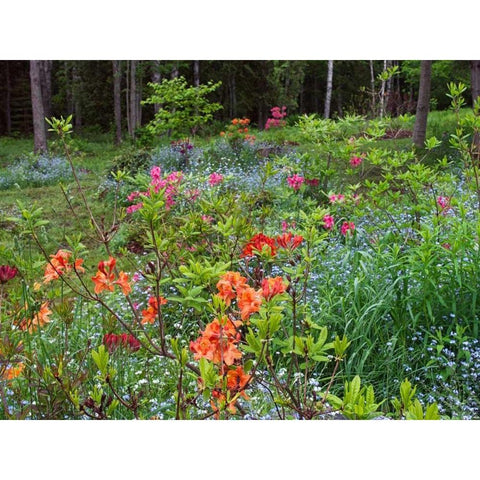 Canada, New Brunswick, garden and forest Black Modern Wood Framed Art Print by Anon, Ellen