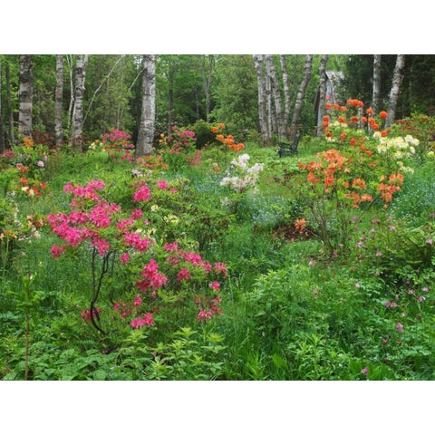 Canada, New Brunswick, garden and forest Black Modern Wood Framed Art Print by Anon, Ellen