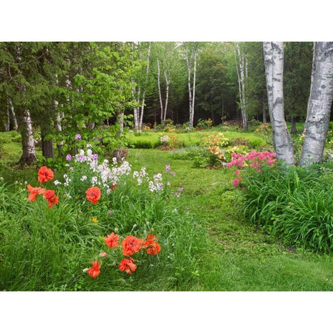 Canada, New Brunswick, garden and forest Black Modern Wood Framed Art Print with Double Matting by Anon, Ellen