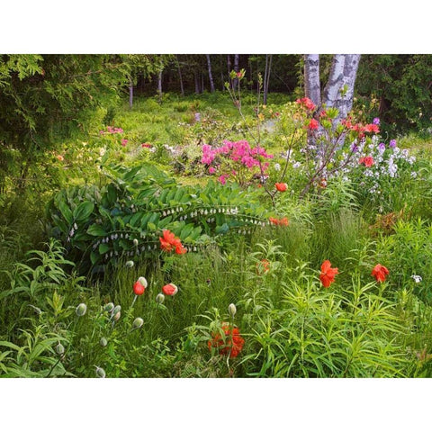 Canada, New Brunswick, garden and forest Black Modern Wood Framed Art Print with Double Matting by Anon, Ellen