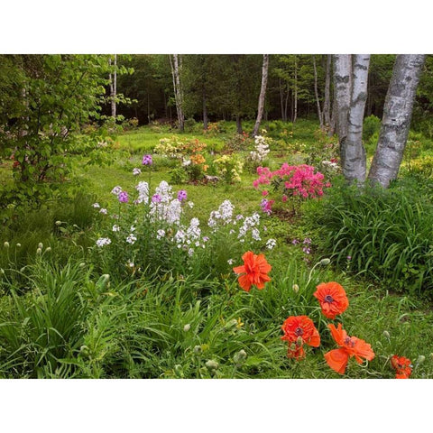 Canada, New Brunswick, garden and forest Black Modern Wood Framed Art Print by Anon, Ellen