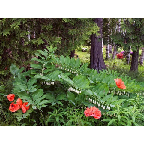 Canada, New Brunswick Wildflowers Gold Ornate Wood Framed Art Print with Double Matting by Anon, Ellen