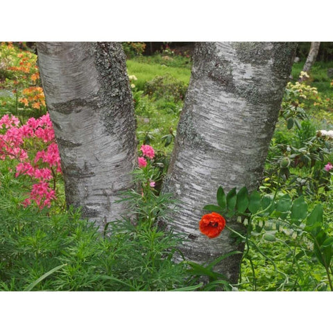 Canada, New Brunswick Birch tree and flowers White Modern Wood Framed Art Print by Anon, Ellen
