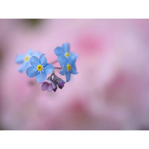 Canada, New Brunswick Forget-me-not flowers Gold Ornate Wood Framed Art Print with Double Matting by Anon, Ellen