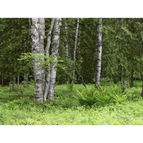 Canada, New Brunswick Forest scenic Gold Ornate Wood Framed Art Print with Double Matting by Anon, Ellen