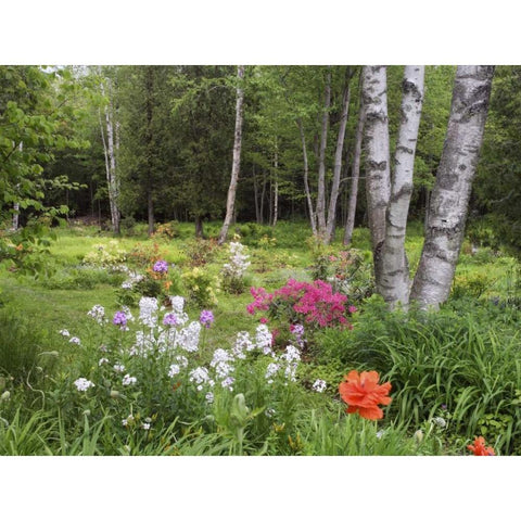 Canada, New Brunswick, Forest and garden White Modern Wood Framed Art Print by Anon, Ellen