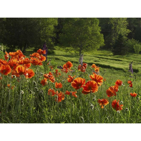 Canada, New Brunswick Poppies and forest Black Modern Wood Framed Art Print with Double Matting by Anon, Ellen