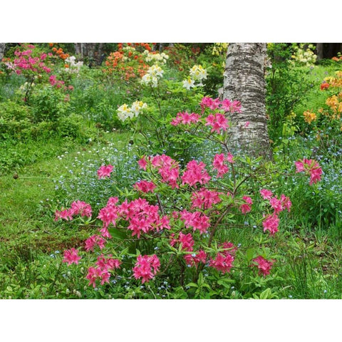 Canada, New Brunswick, Garden flowers Black Modern Wood Framed Art Print by Anon, Ellen