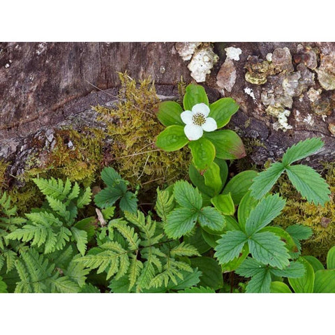 Canada, New Brunswick Plants on forest floor White Modern Wood Framed Art Print by Anon, Ellen