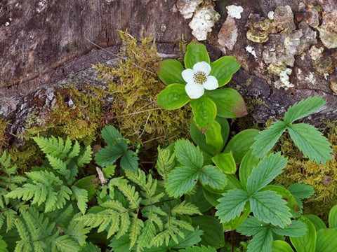 Canada, New Brunswick Plants on forest floor Black Ornate Wood Framed Art Print with Double Matting by Anon, Ellen