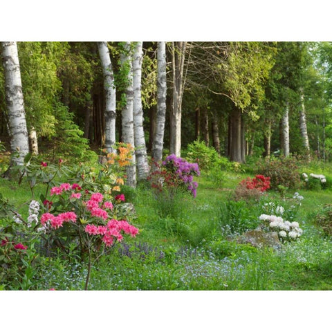 Canada, New Brunswick, Forest and garden Black Modern Wood Framed Art Print by Anon, Ellen