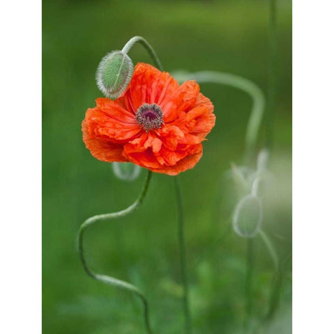 Canada, New Brunswick Poppy flower and bud Black Modern Wood Framed Art Print by Anon, Ellen