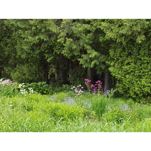 Canada, New Brunswick, Forest and garden Black Modern Wood Framed Art Print with Double Matting by Anon, Ellen