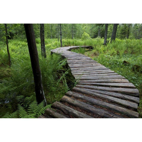 Canada, New Brunswick Log walkway in forest White Modern Wood Framed Art Print by Anon, Ellen